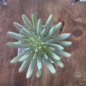 Faux Succulent Plant